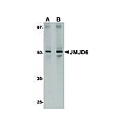 Anti-JMJD6 (RABBIT) Antibody, 100µg, Liquid (sterile filtered)