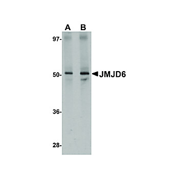 Anti-JMJD6 (RABBIT) Antibody, 100µg, Liquid (sterile filtered)