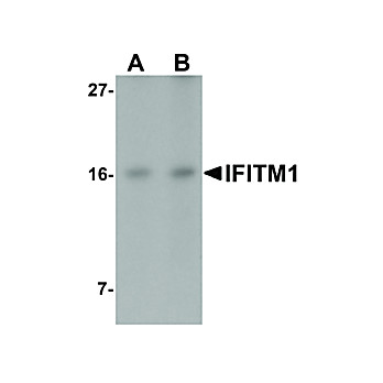 IFITM1 Antibody cterm 100µg