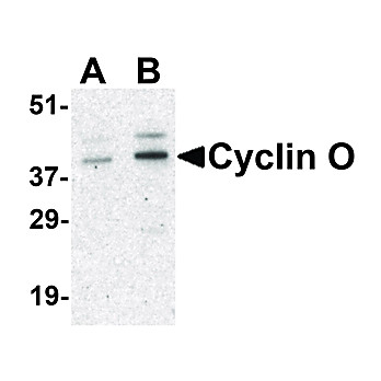 Cyclin O Antibody internal 100µg