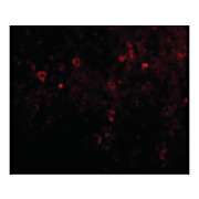 EBI3 Antibody 100µg