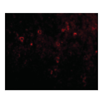 EBI3 Antibody 100µg
