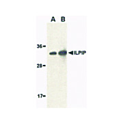 ILPIP Antibody internal 100µg