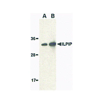 ILPIP Antibody internal 100µg