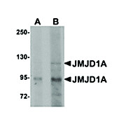 Anti-JMJD1A (RABBIT) Antibody, 100µg, Liquid (sterile filtered)