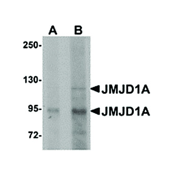 Anti-JMJD1A (RABBIT) Antibody, 100µg, Liquid (sterile filtered)