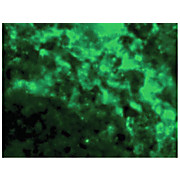 DC-SIGN Antibody internal 100µg
