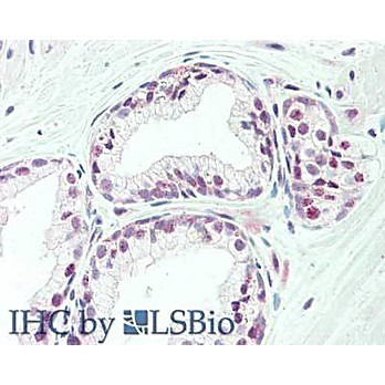 Anti-Transcription Initiation Factor TFIID Subunit 1 (TAF1) (RABBIT) Antibody, 100µg, Liquid (sterile filtered)