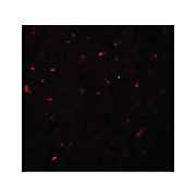 Anti-CALHM1 (RABBIT) Antibody, 100µg, Liquid (sterile filtered)