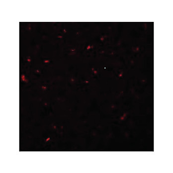 Anti-CALHM1 (RABBIT) Antibody, 100µg, Liquid (sterile filtered)