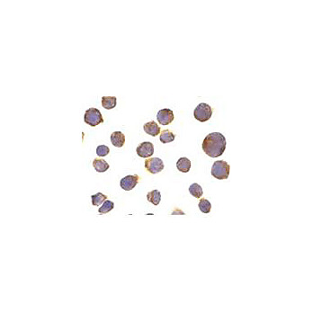 Anti-Death Receptor 4 (DR4) (RABBIT) Antibody, 100µg, Liquid (sterile filtered)