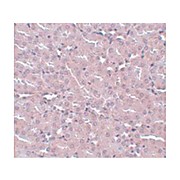 Anti-FRMPD2 (RABBIT) Antibody, 100µg, Liquid (sterile filtered)