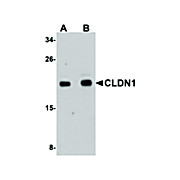Anti-CLDN1 (RABBIT) Antibody, 100µg, Liquid (sterile filtered)