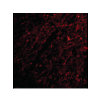 GRIK1 Antibody cterm 100µg