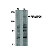 Anti-FRMPD1 (RABBIT) Antibody, 100µg, Liquid (sterile filtered)
