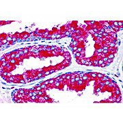 EMX2 Antibody 100µg