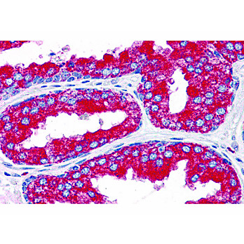 EMX2 Antibody 100µg