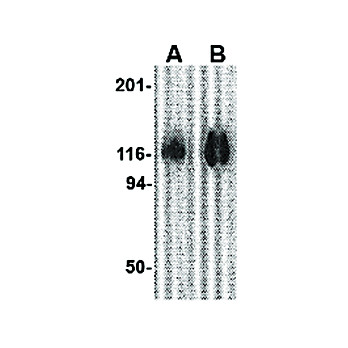Anti-gp120 (RABBIT) Antibody, 100µg, Liquid (sterile filtered)