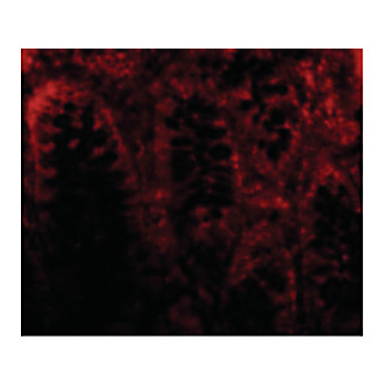 Anti-CDKN2A (RABBIT) Antibody, 100µg, Liquid (sterile filtered)
