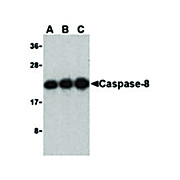 Caspase-8 cterm Antibody 100µg