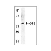 MyD88 Antibody cterm 100µg