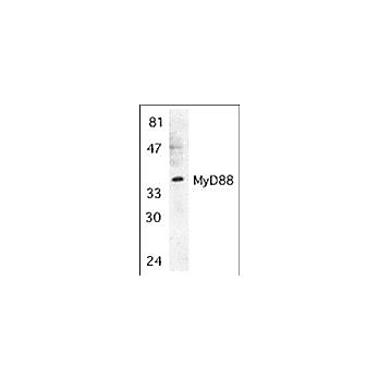 MyD88 Antibody cterm 100µg
