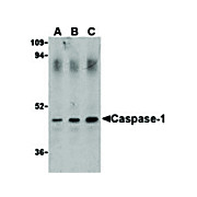 Caspase-1 internal Antibody 100µg