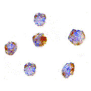 Anti-GITRL (RABBIT) Antibody, 100µg, Liquid (sterile filtered)