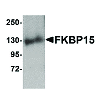 Anti-FKBP15 (RABBIT) Antibody, 100µg, Liquid (sterile filtered)