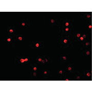 FLIP Antibody hu cterm 100µg