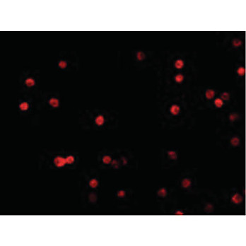 FLIP Antibody hu cterm 100µg