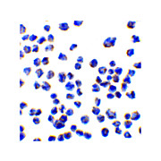 CTRP7 Antibody protein 100µg