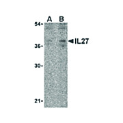 IL-27 Antibody nterm 100µg