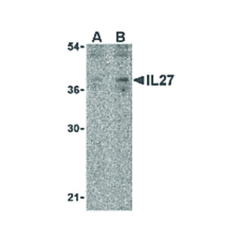 IL-27 Antibody nterm 100µg