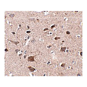 Anti-CCDC134 (RABBIT) Antibody, 100µg, Liquid (sterile filtered)