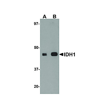 Anti-IDH1 (RABBIT) Antibody, 100µg, Liquid (sterile filtered)
