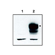Anti-TrkCT1 (RABBIT) Antibody, 100µg, Liquid (sterile filtered)