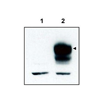 Anti-TrkCT1 (RABBIT) Antibody, 100µg, Liquid (sterile filtered)