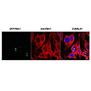 Anti-PBK1 (RABBIT) Antibody, 100µg, Liquid (sterile filtered)