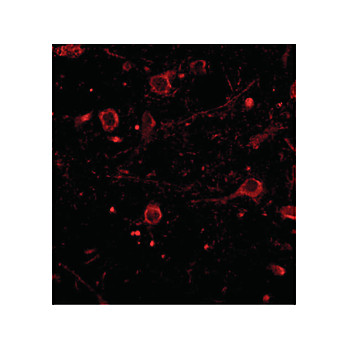 CAPS1 cterm Antibody 100µg