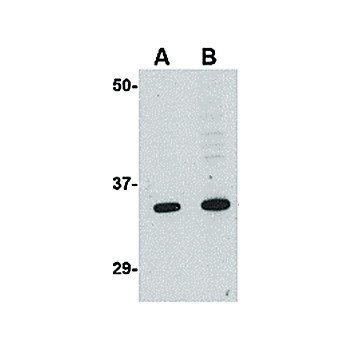 GRTP1 Antibody nterm 100µg
