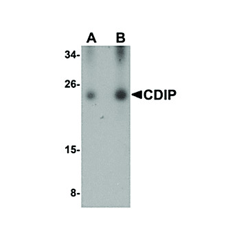 CDIP Antibody internal-19 100µg