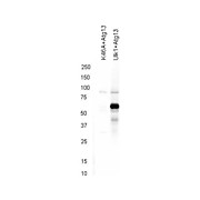 Anti-ATG13 pS318 (RABBIT) Antibody, 25µL, Liquid (sterile filtered)