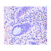 Anti-LANO (RABBIT) Antibody, 100µg, Liquid (sterile filtered)