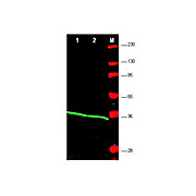 Anti-PCNA (RABBIT) Antibody, 100µg, Liquid (sterile filtered)