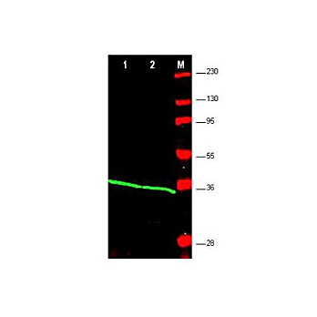Anti-PCNA (RABBIT) Antibody, 100µg, Liquid (sterile filtered)