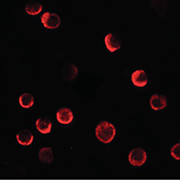 Anti-CASKIN2 (RABBIT) Antibody, 100µg, Liquid (sterile filtered)