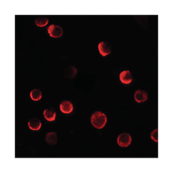 Anti-CASKIN2 (RABBIT) Antibody, 100µg, Liquid (sterile filtered)