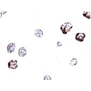IRGC Antibody cterm 100µg