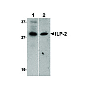 Anti-ILP-2 (RABBIT) Antibody, 100µg, Liquid (sterile filtered)